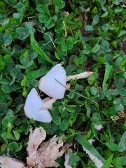 Leucocoprinus cepistipes
