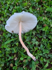 Leucocoprinus cepistipes