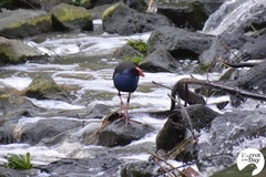 Porphyrio melanotus melanotus