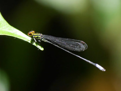 Pseudagrion hageni