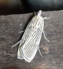 Tyspanodes linealis