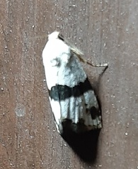 Maliattha ruptifascia