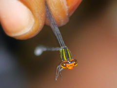 Pseudagrion hageni
