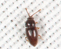 Atomaria nigrirostris
