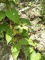 Gonolobus erianthus