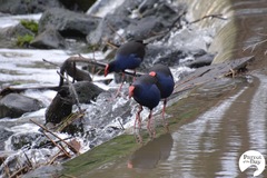 Porphyrio melanotus melanotus