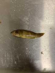Aphredoderus sayanus