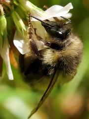 Bombus sitkensis