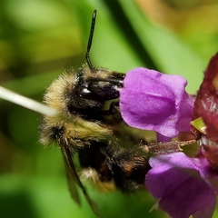 Bombus sitkensis