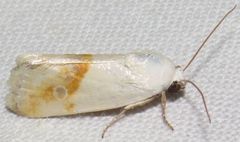 Ponometia virginalis