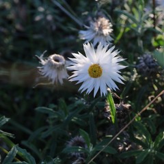 Helichrysum leucopsideum
