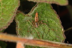 Peucetia flava