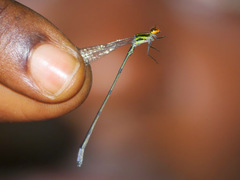 Pseudagrion hageni
