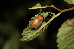Adoretus hirsutus