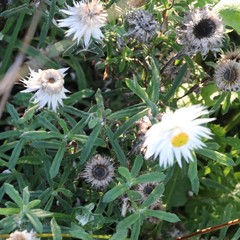 Helichrysum leucopsideum