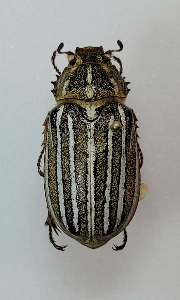 Polyphylla nigra