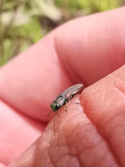 Agrilaxia alticola