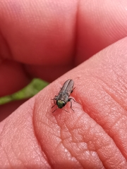 Agrilaxia alticola