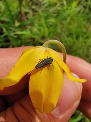 Agrilaxia alticola