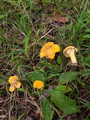 Cantharellus flavus