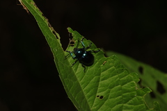 Chrysochus chinensis