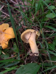 Cantharellus flavus