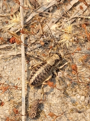 Cyphoderris