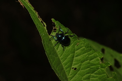 Chrysochus chinensis