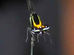 Allocnemis nigripes