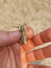 Cyphoderris