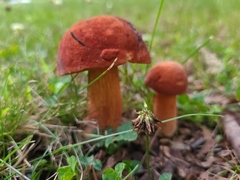 Boletus subvelutipes