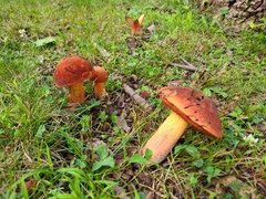 Boletus subvelutipes
