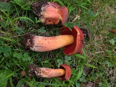 Boletus subvelutipes