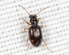 Bembidion frontale