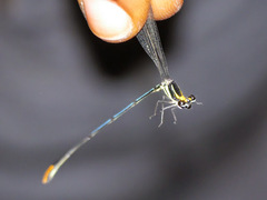 Allocnemis nigripes