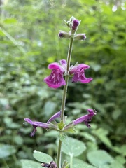 Stachys mexicana