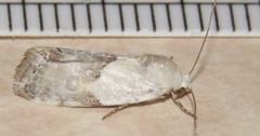 Ponometia acutus