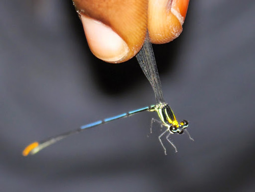 Rainbow Yellowwing