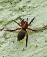 Gnaphosa bicolor