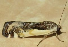 Tarache augustipennis