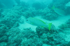 Plectorhinchus chrysotaenia