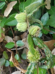 Andricus quercusfoliatus