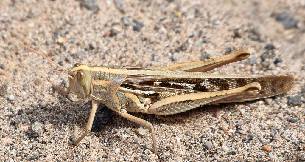 Cuban bird grasshopper