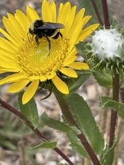 Grindelia stricta platyphylla