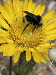Grindelia stricta platyphylla