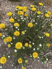 Grindelia stricta platyphylla