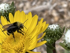Grindelia stricta platyphylla