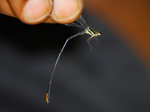 Rainbow Yellowwing
