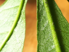 Acronychia pubescens