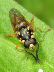 Temnostoma alternans